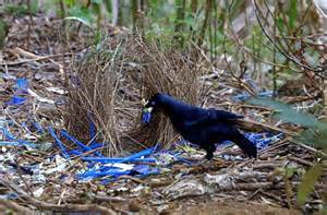 Male birds build a home and decorate it with hopes of attracting a female mate.