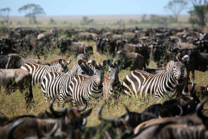 Zebras and Wilder-beasts together on the African plains.. 